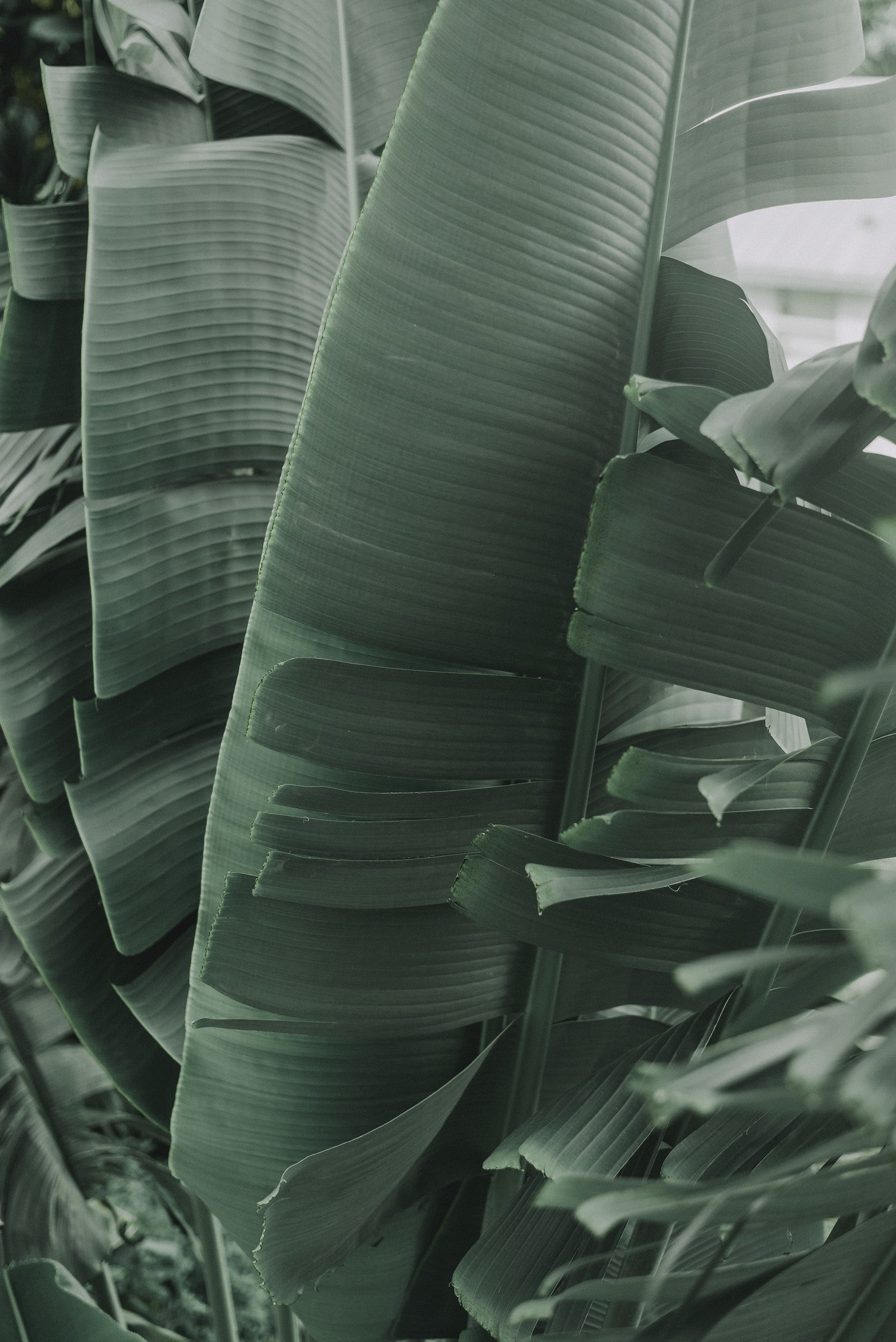 resizedpalms.jpg
